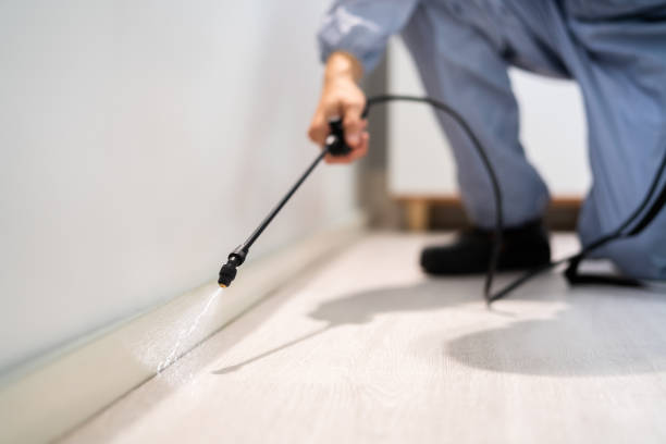 Licensed Termite Control service in Pine Prairie, LA - Show Me Pest Control